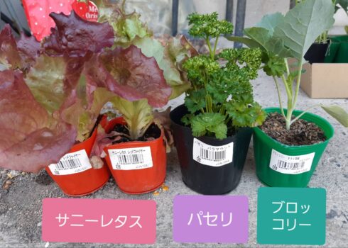 春植え野菜 4月に植える野菜 植えました 電解電子機能水が人類と地球を救い世界を変える 白坂理香 エコマイザー Ecomizer